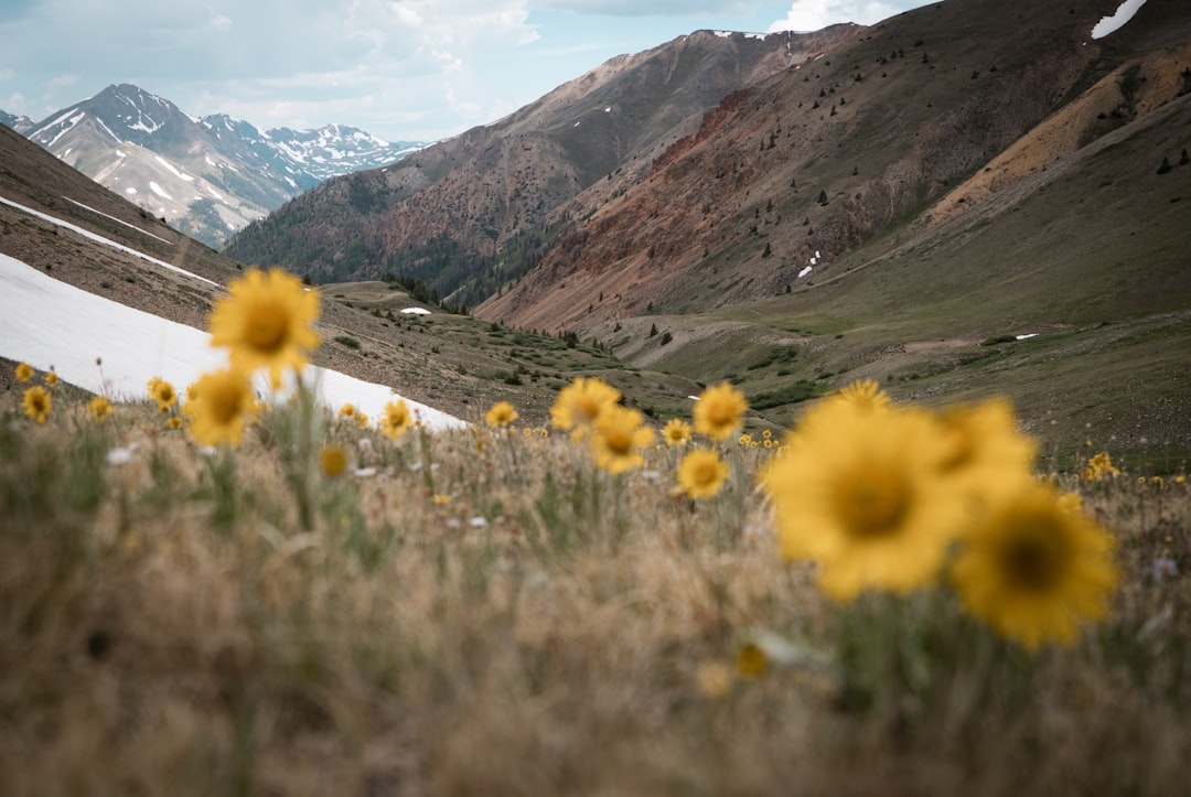 Cash offer for Colorado land